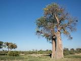 Africa 276 : Africa, Baobab, Botswana, Mombo, Nature, Okavango, Trees